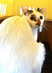 米克斯：宜蘭縣流浪動物中途之家｜虎斑白 混種貓（未知）認養｜1151746