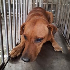 米克斯：臺南市動物之家善化站｜黃 混種犬（母）認養｜S151014-06