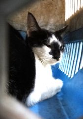 米克斯：宜蘭縣流浪動物中途之家｜黑白 混種貓（未知）認養｜1151700