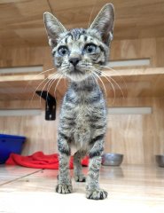 米克斯：新竹縣動物保護教育園區｜虎斑 混種貓（公）認養｜DAAAG1151008005