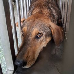 米克斯：臺南市動物之家善化站｜黑 混種犬（公）認養｜S151014-04