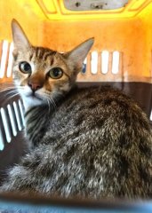 米克斯：宜蘭縣流浪動物中途之家｜虎斑 混種貓（未知）認養｜1151741