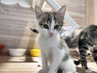 米克斯：桃園市動物保護教育園區｜虎斑 混種貓（公）認養｜CAAAG1151008002