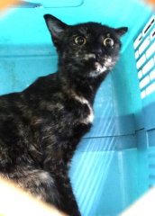 米克斯：宜蘭縣流浪動物中途之家｜玳瑁 混種貓（未知）認養｜1151742