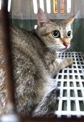 米克斯：宜蘭縣流浪動物中途之家｜虎斑 混種貓（未知）認養｜1151701