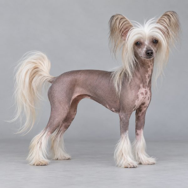 中國冠毛犬