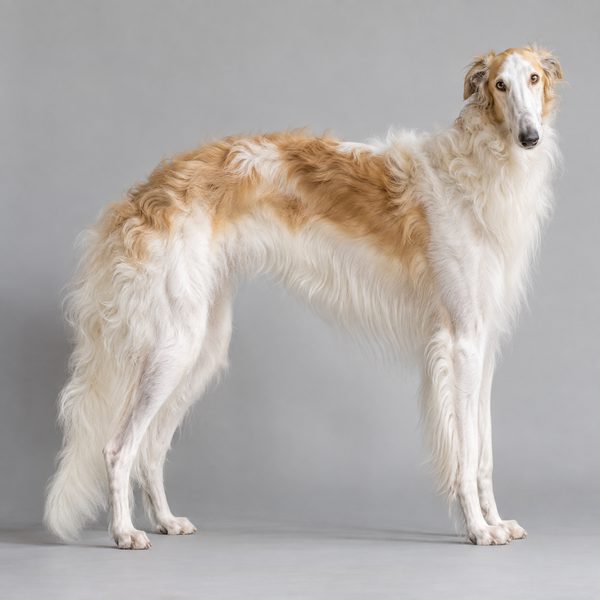 蘇俄牧羊犬