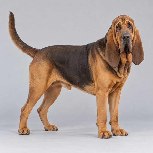 尋血獵犬