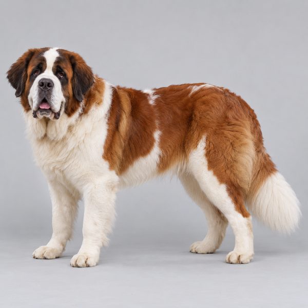 聖伯納犬