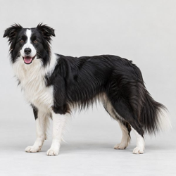 邊境牧羊犬