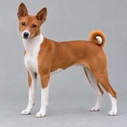 巴仙吉犬