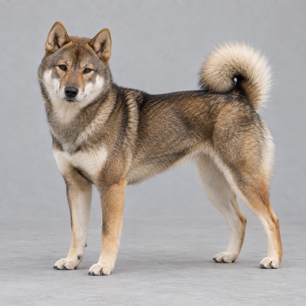四國犬