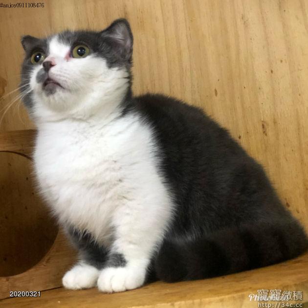 粗短腿超漂亮曼曼寶寶and小步舞曲 賣曼赤肯短腿貓寵寵微積 寵物買賣 寵物論壇