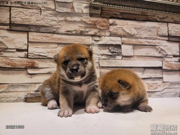 22 10 29日本豆柴 標柴專業培育中心 自家精緻培育照顧 歡迎預約賞柴 賣柴犬寵寵微積 寵物買賣 寵物論壇