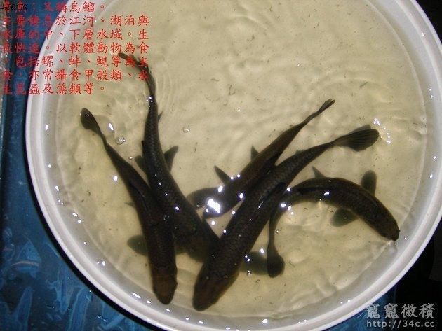 烏鰡魚苗、烏頭、青魚、烏溜、鰡仔、銅青、青棒、五侯青、烏鯇、烏鯖、Ikan hitam、ปลาตะเพียนดำ、あおうお、黑鰡、黑鯪、Black Carp、青魚、黑鯖、烏鯖、螺絲青