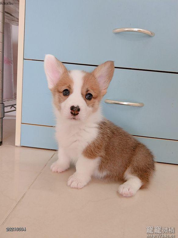 母 柯基犬 尋找愛牠的主人 賣柯基犬 寵寵微積手機版