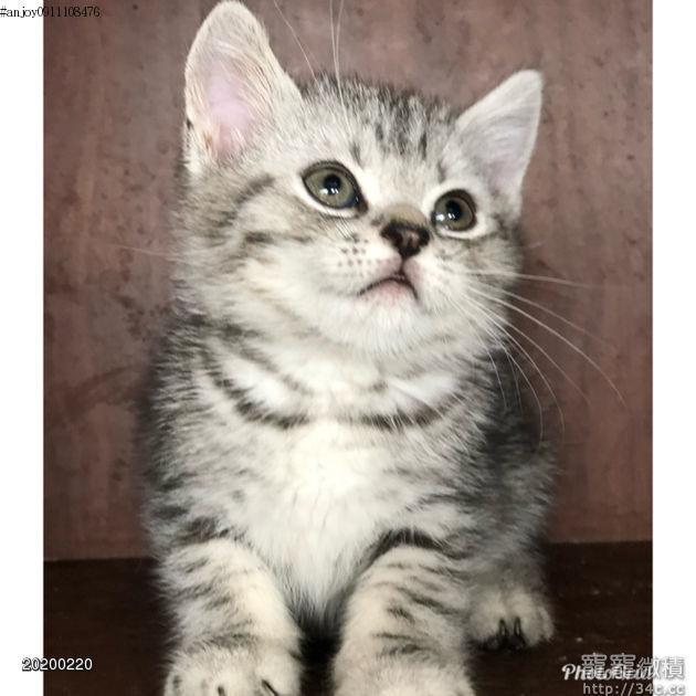 超甜美包子臉的美短寶寶 賣美國短毛貓寵寵微積 寵物買賣 寵物論壇